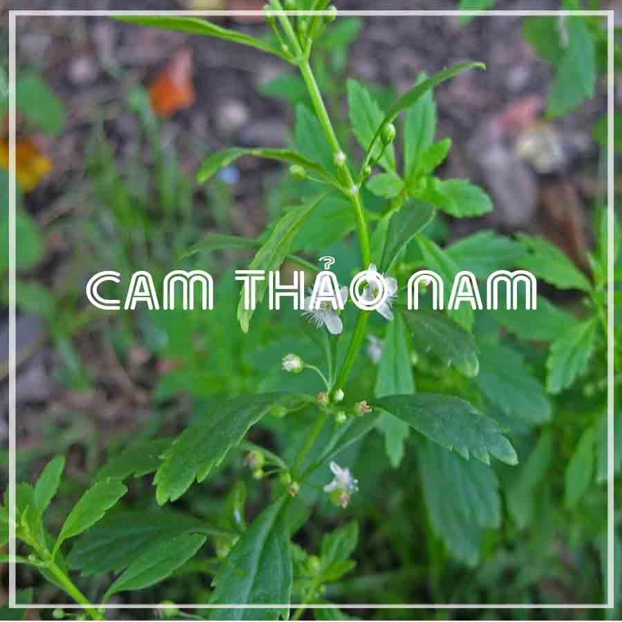 500g Cam Thảo Nam (Cam Thảo Đất) khô sạch