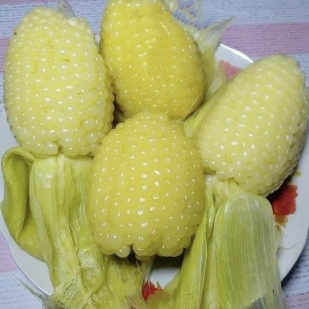 Hạt giống bắp nù sữa gói 1 kg chính hãng