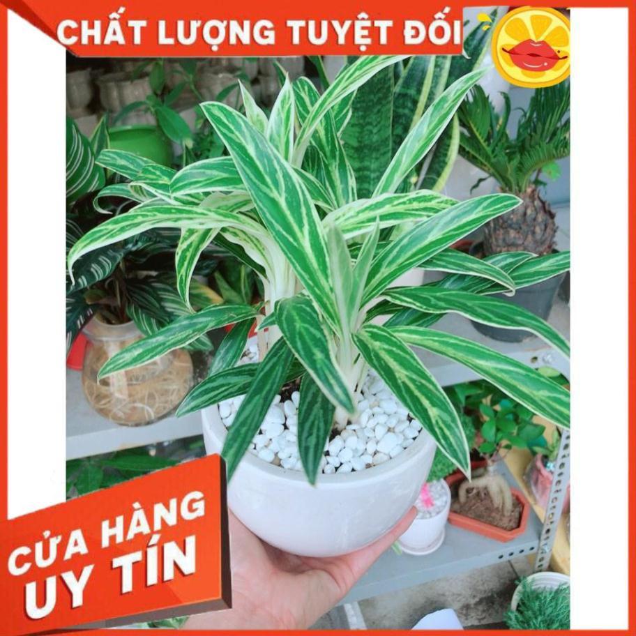 Chậu cây giữ tiền