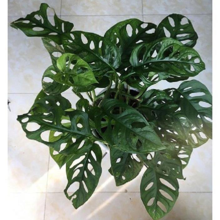 CHẬU CÂY TRẦU BÀ LÁ MƯA ,LOÀI CÂY SANG TRỌNG, QUÝ PHÁI, VƯỢNG TÀI LỘC CHO GIA CHỦ