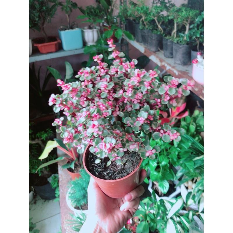 Chậu Cây Đô La Cổ Thụ