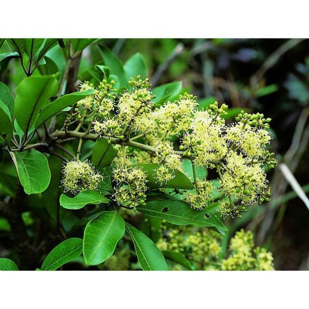 Ngũ gia bì gai - Cây giống chuẩn
