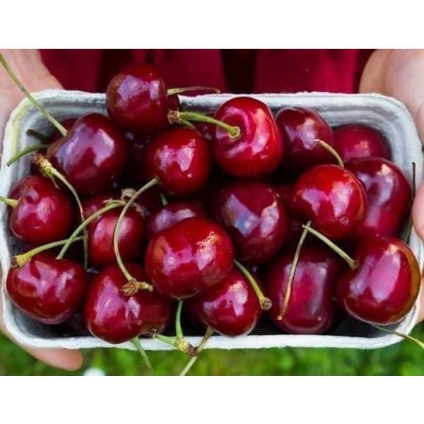 CÂY GIỐNG CHERRY BẦU NHỎ.
