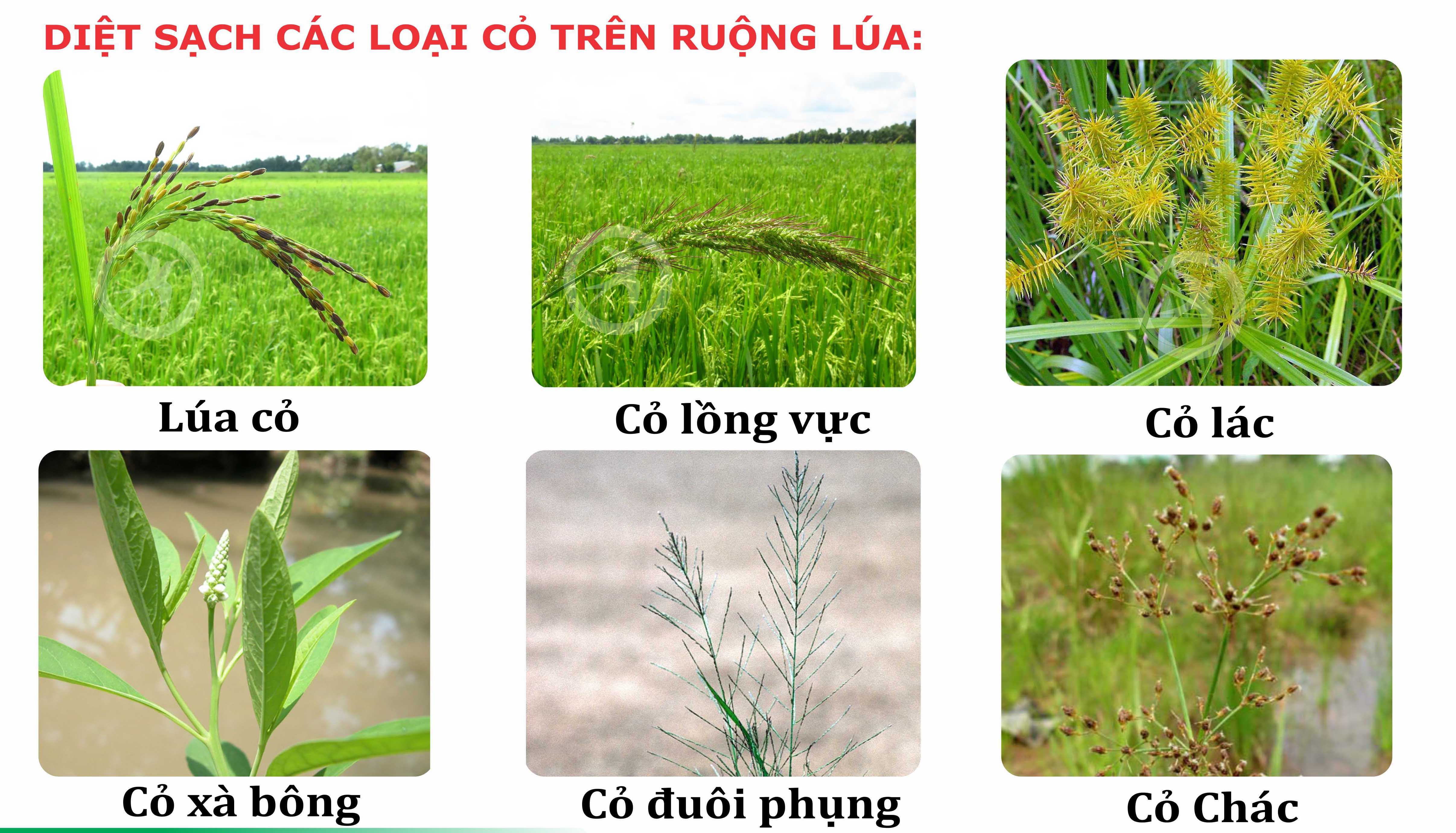 THUỐC TRỪ CỎ SOFIT 300EC 500ML