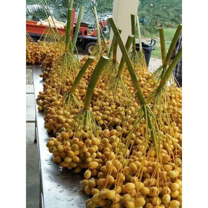 Cây giống Chà Là ăn trái TRUNG ĐÔNG cao đẹp như hình. ()