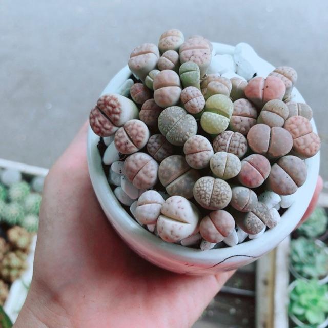 Chậu Cây Thạch Lan