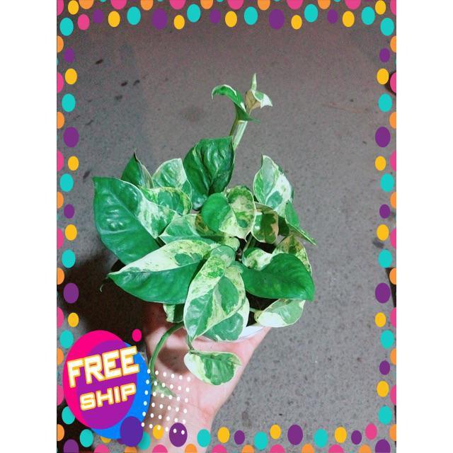 Chậu Trầu Bà Sữa