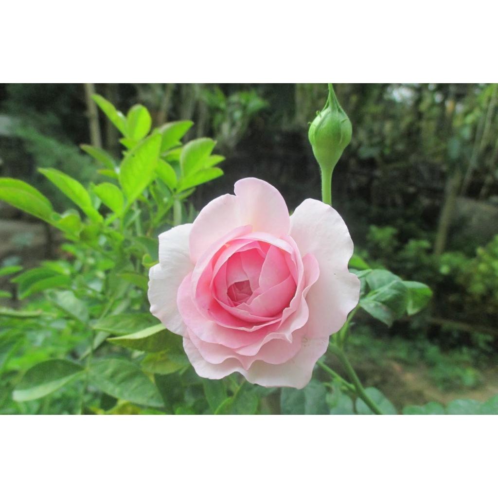 Cây hoa hồng MON COUER chuẩn giống đang mầm 20 ngày cho hoa