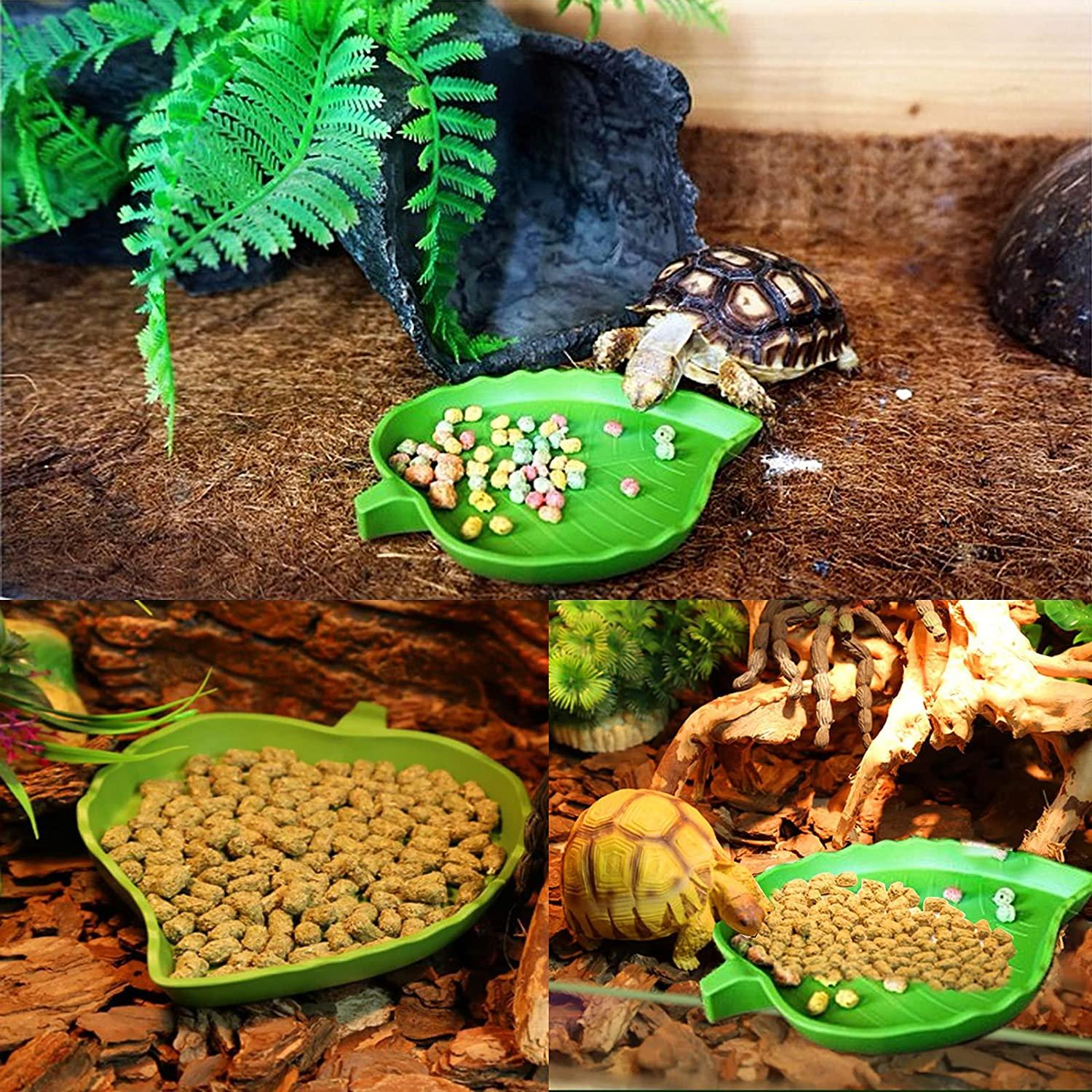 Con rùa nhỏ, loài thằn lằn, nhện, bọ cạp