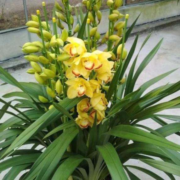 Bộ 2 Củ giống hoa địa lan santo màu vàng