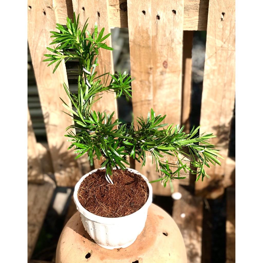 Chậu Bonsai cây Tùng Vạn Niên