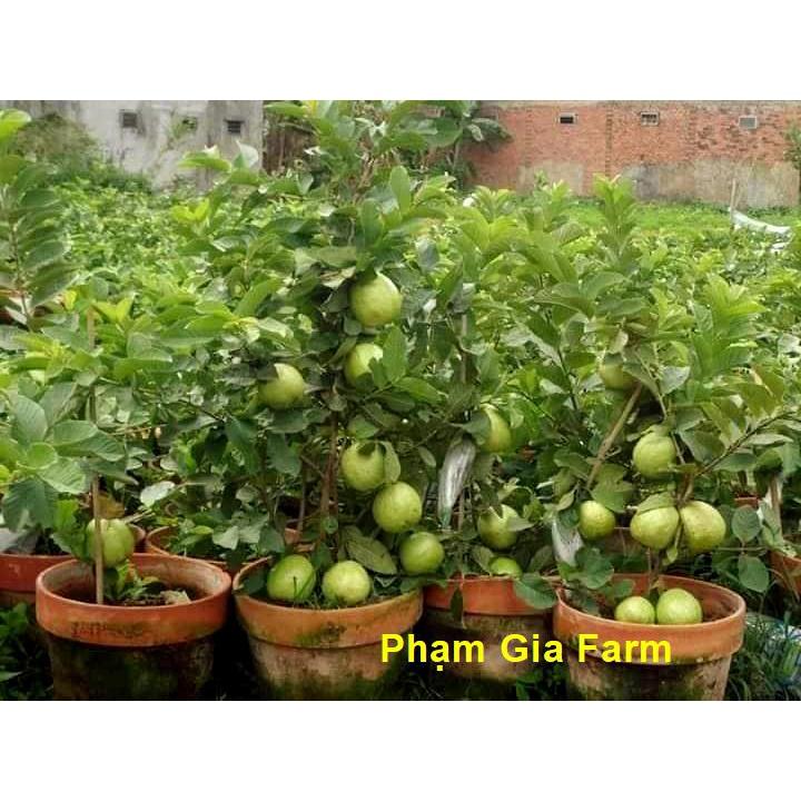 Cây ổi Thái Lan cho quả quanh năm trồng chậu