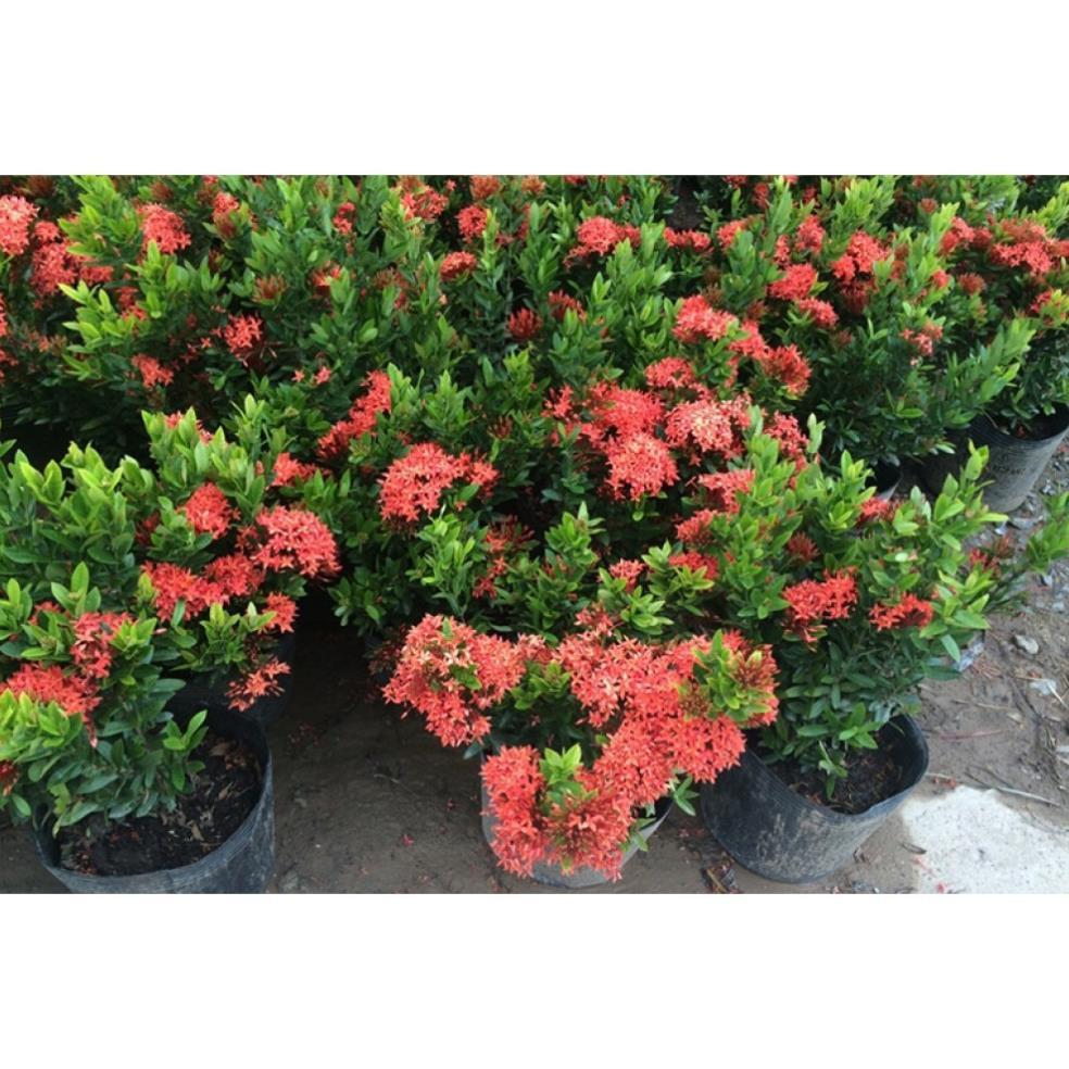 Hoa mẫu đơn bỉ- màu đỏ,