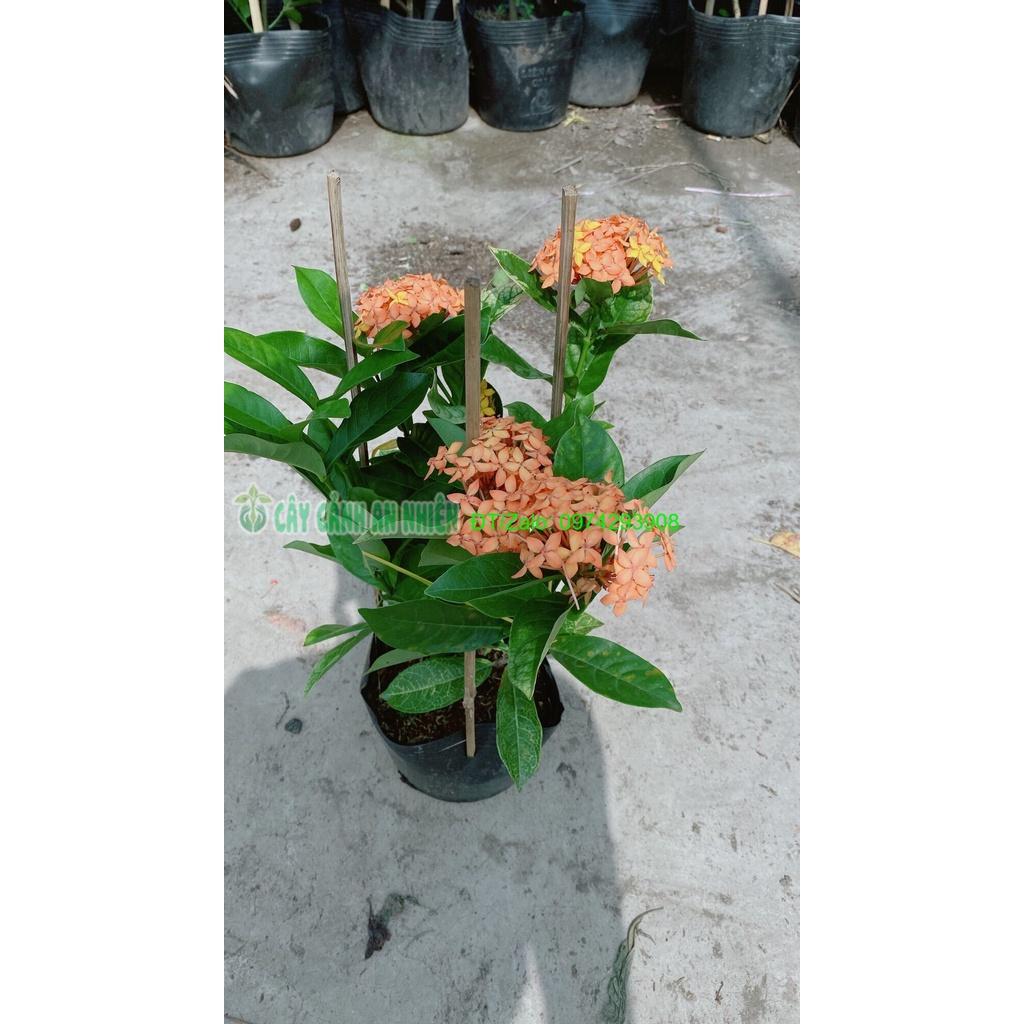 Cây Hoa Trang Mỹ Màu Cam