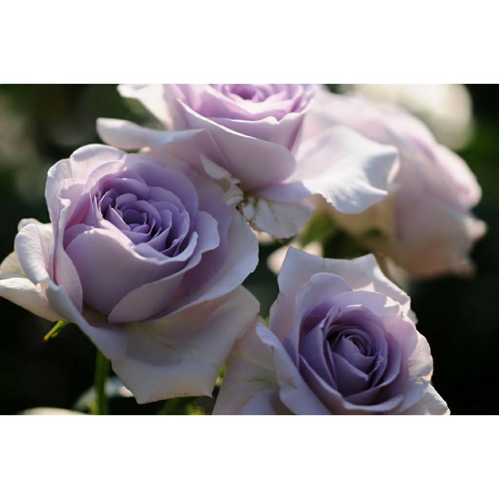 Cây hoa Hồng BLUE BAJOU ROSE-bầu to cây lớn trưởng thành