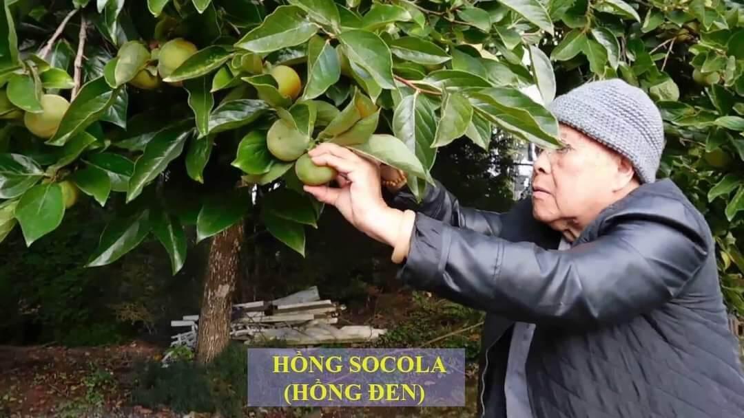 Cây giống hồng đen socola siêu sớm