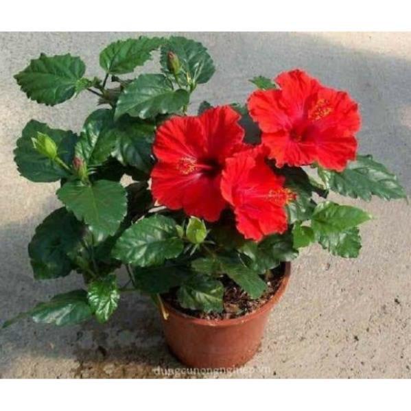 Com bo 10 cây giống hoa dâm bụt mix mau