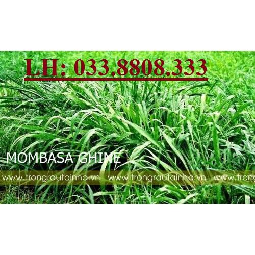 Hạt giống cỏ Mombasa Ghine - Cỏ xả lá lớn  gói 50g - Hạt Giống Cỏ Chăn Nuôi - Cỏ Chăn Nuôi bò,dê,cừu,cá...
