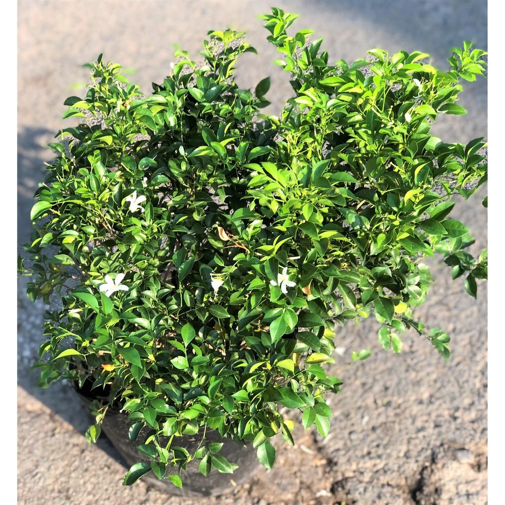 Chậu cây Nguyệt Quế cao 90 - 100 cm