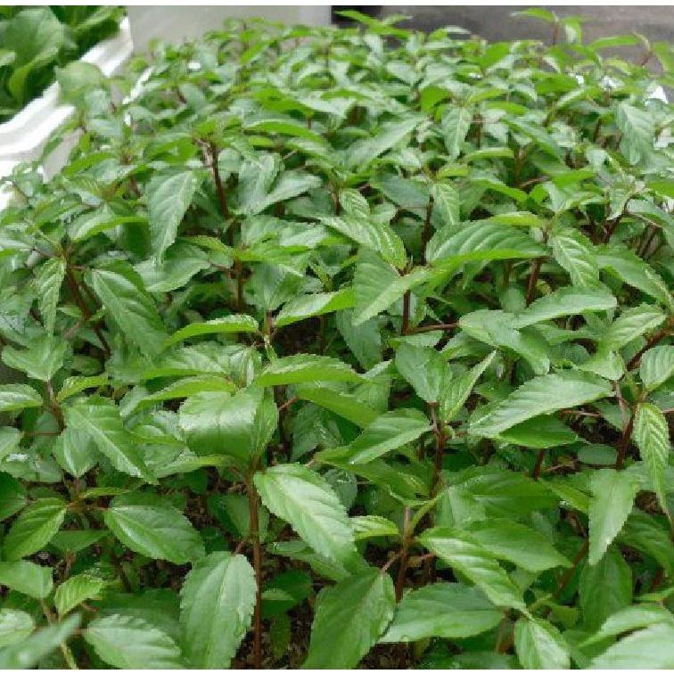 Hạt Giống Rau Đay Đỏ - gói 10gram