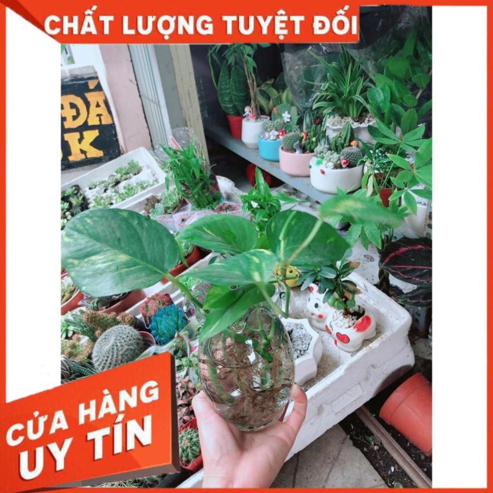 Chậu Trầu Bà Thủy Sinh