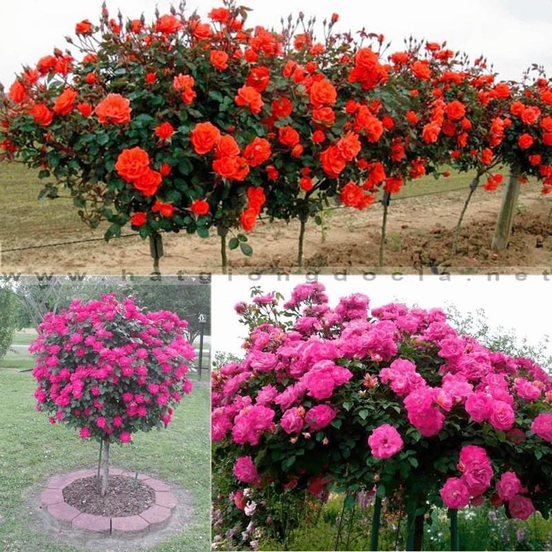 HOA HỒNG THÂN GỖ ĐỦ NÀU