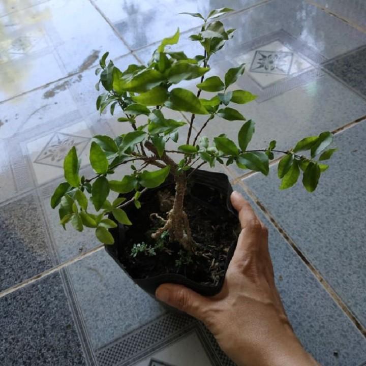 COMBO 3 BẦU CÂY GIỐNG Hồng ngọc mai bonsai , cây giống gửi đi nguyên bầu