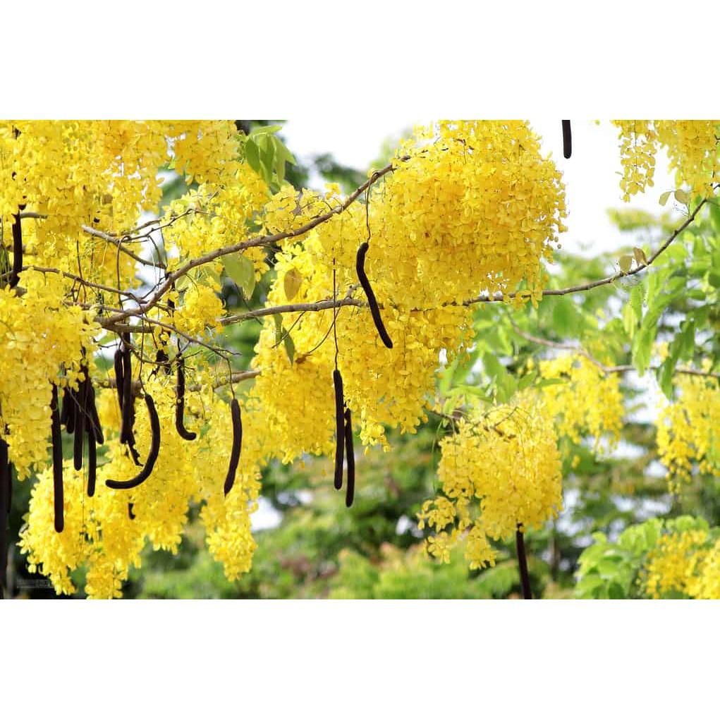 CÂY giống HOA HOÀNG YẾN