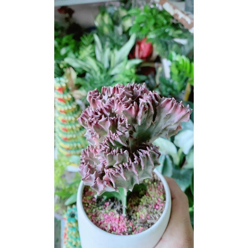 Chậu Xương Rồng Vạn Lý Đỏ