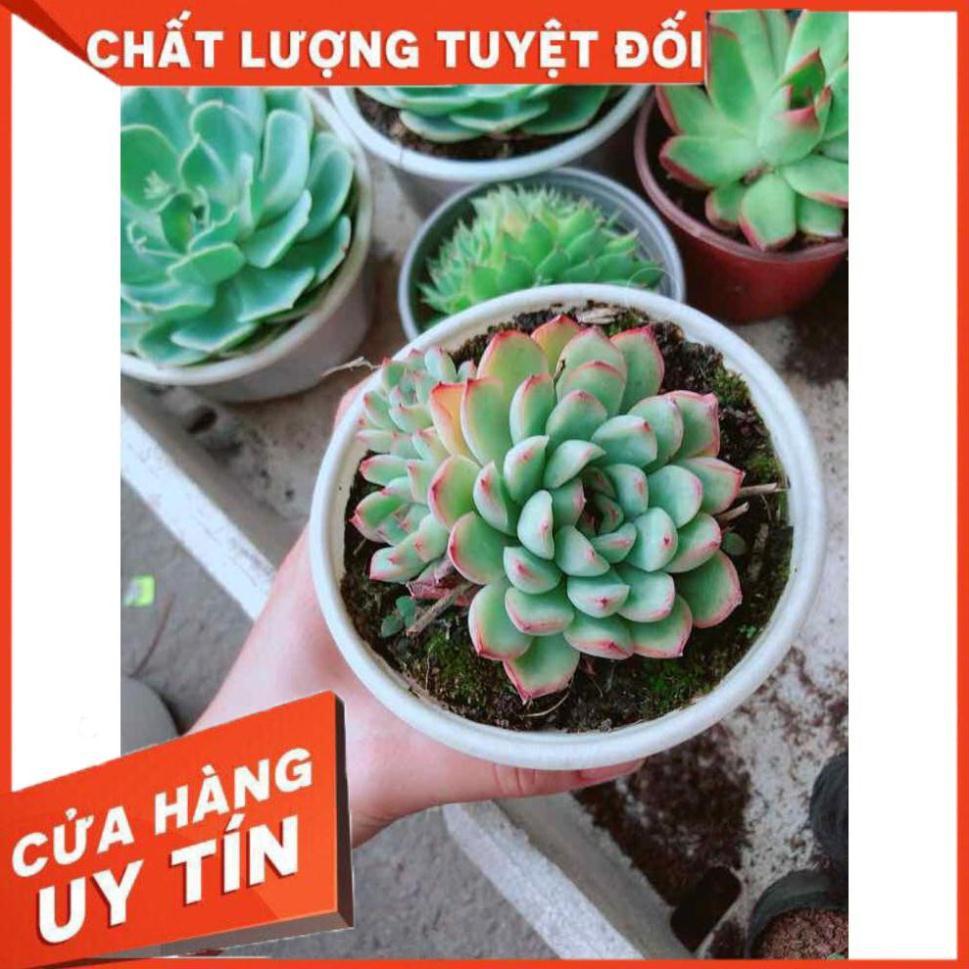 Sen đá viền hồng Nhiều Người Mua