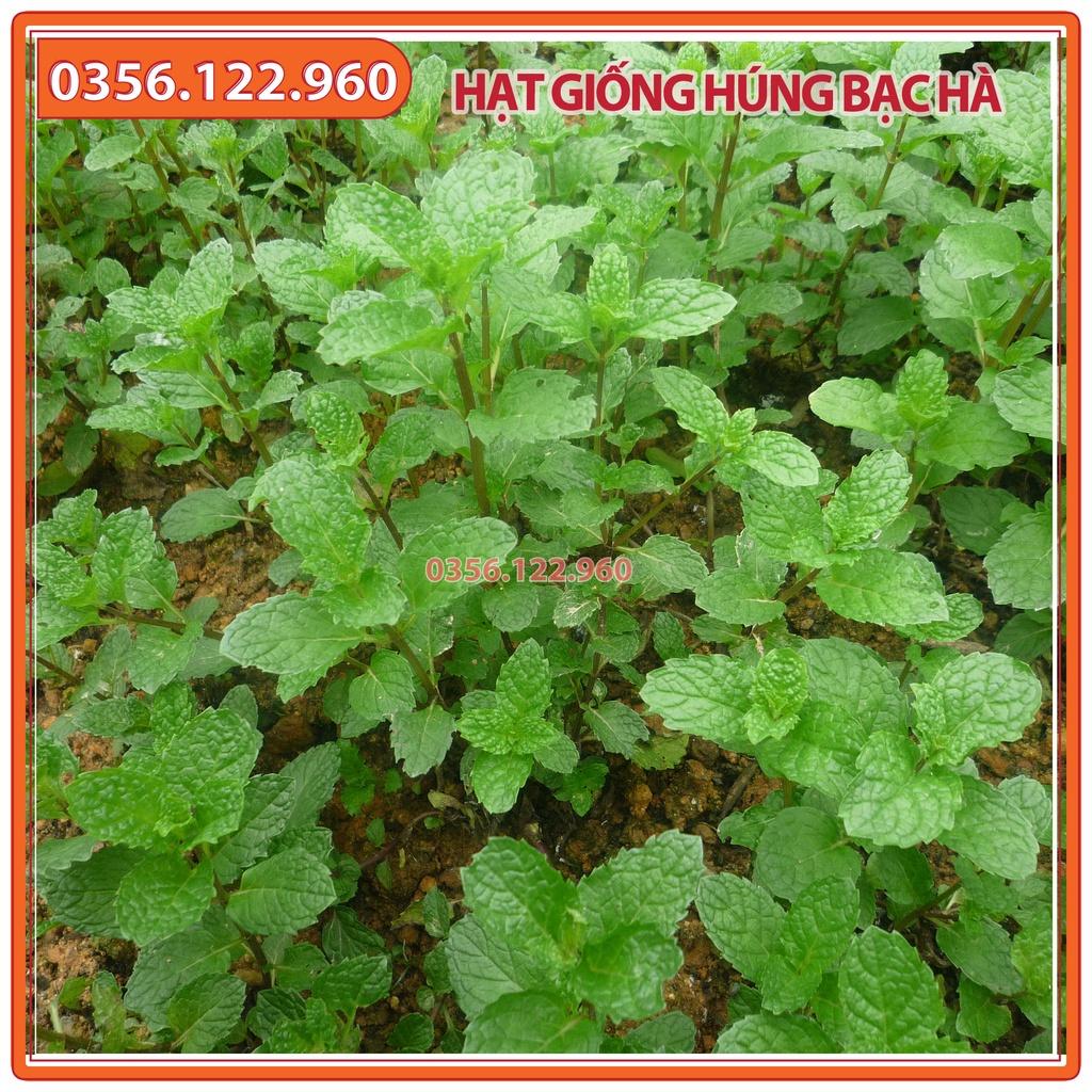 Hạt giống rau húng bạc hà - gói 0,5 gam