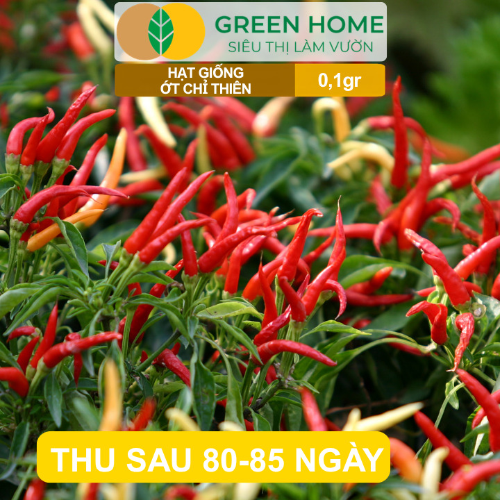 Hạt Giống Ớt Chỉ Thiên GreenHome, Gói 0,1g, Sai Trái, Dễ Trồng, Nảy Mầm Cao, Thu Hoạch G10