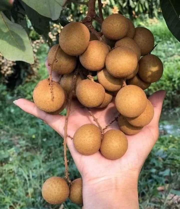 Cây giống Nhãn hạt lép, giống cây nhập khẩu thế hệ mới, quả to, mọng nước, cây giống khỏe, ít sâu bệnh