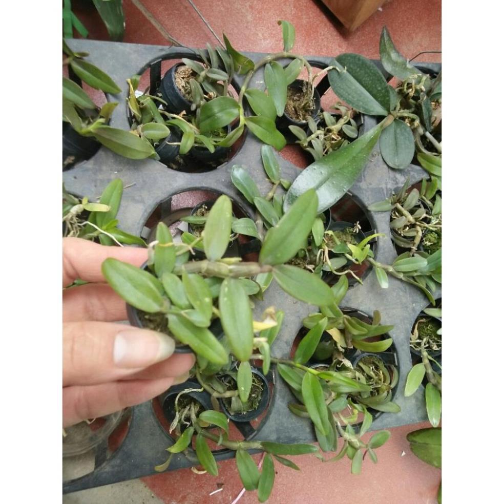 Hoa phong lan phi điệp tím thái - cây giống