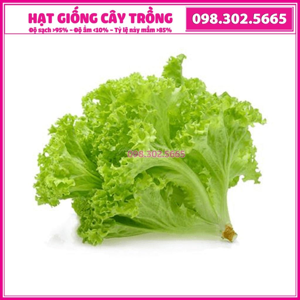 Hạt giống rau xà lách dún vàng - gói 5g - siêu năng suất, dễ trồng, giàu dinh dưỡng