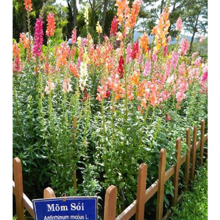 Hạt giống hoa mõm sói mix màu -gói 100 hạt