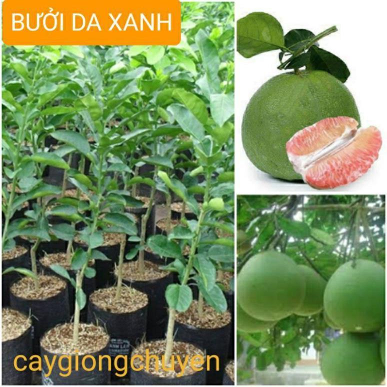 GIỐNG CÂY BƯỞI DA XANH KHÔNG HẠT