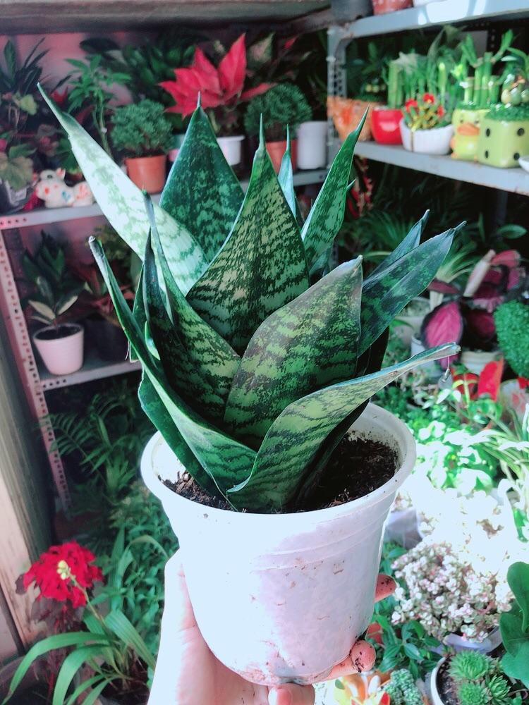 Lưỡi Hổ Thái Xanh