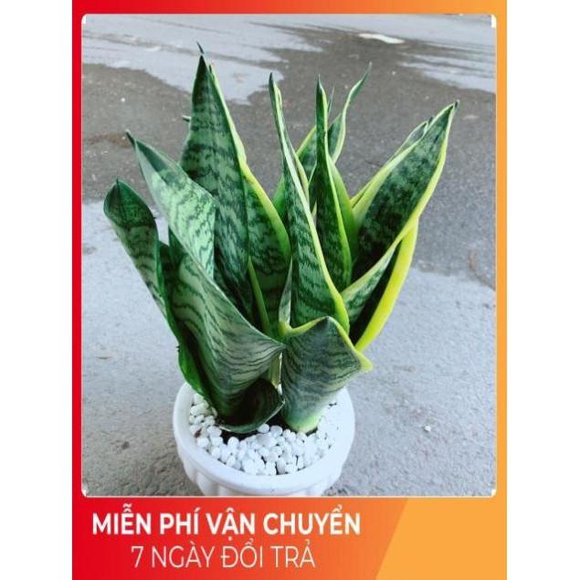 Chậu Lưỡi Hổ
