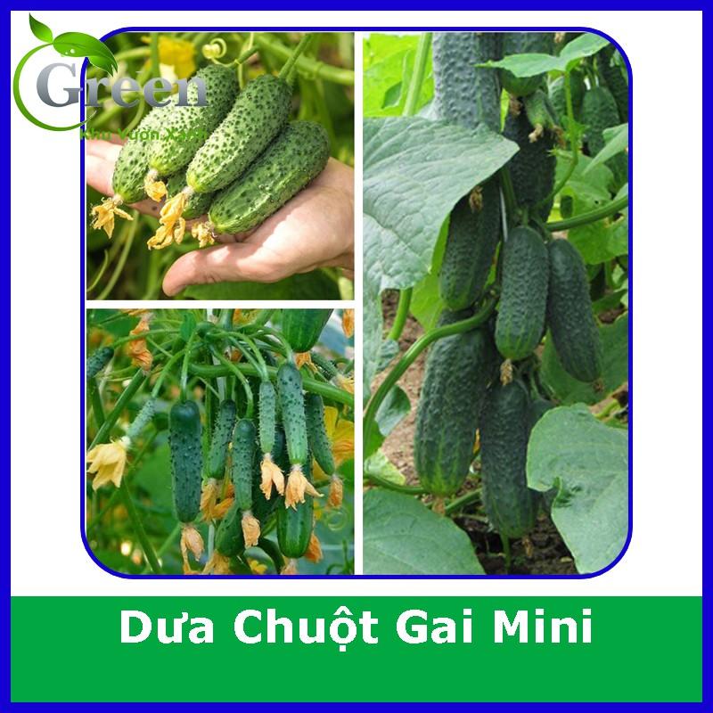 Hạt Giống Dưa Chuột Gai Mini