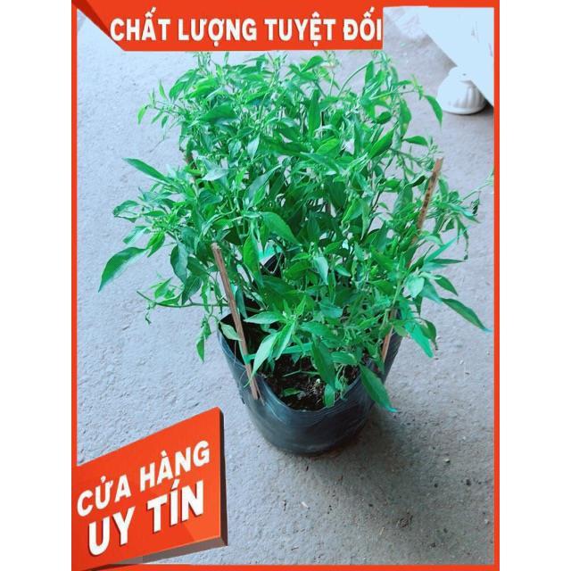 Bụi Ớt Hiểm