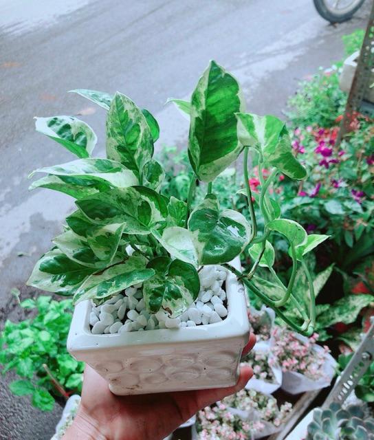 Chậu Trầu Bà Sữa