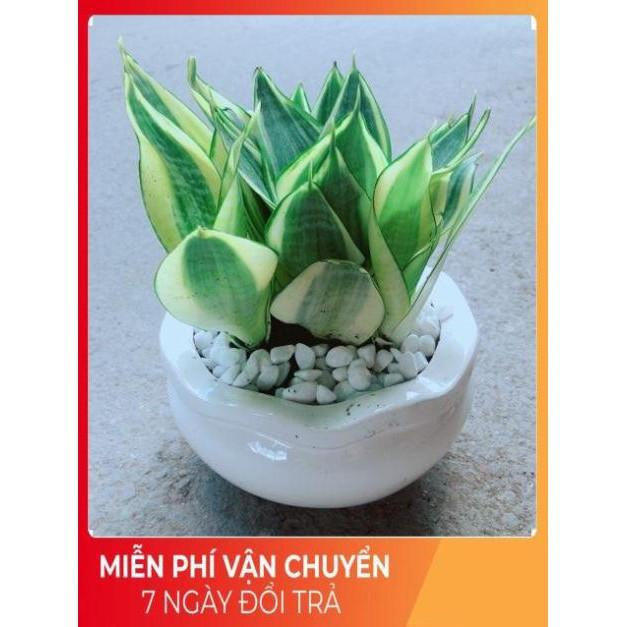 Chậu Lưỡi Hổ Thái