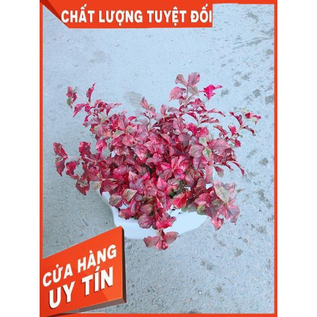 Chậu Ruby Đỏ