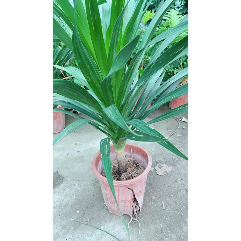 Phát Tài Núi 90cm