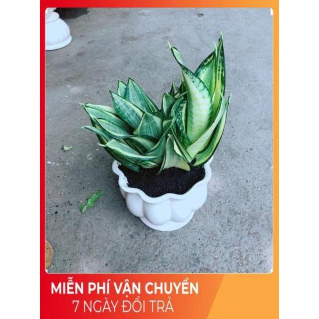 Chậu Lưỡi Hổ Thái