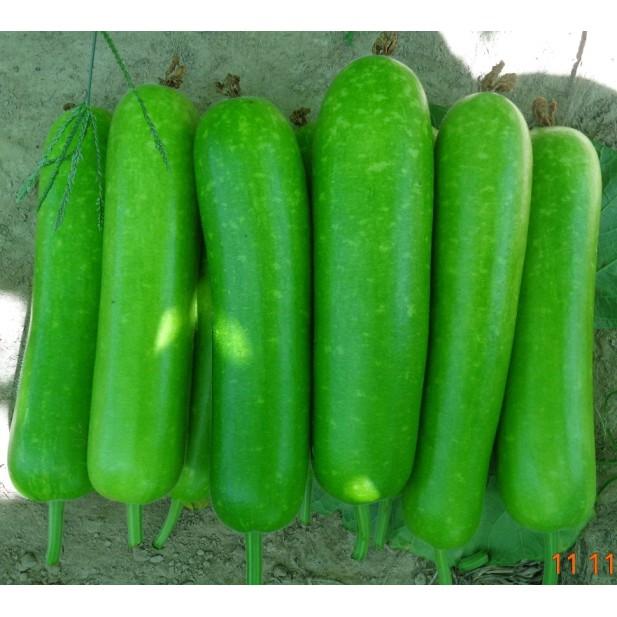 Hạt giống bầu sao F1
