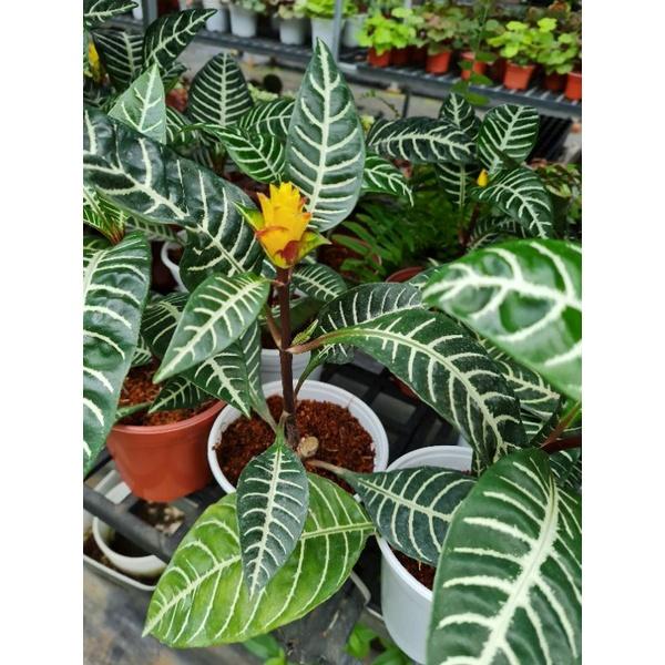 Cây lá ngựa vằn hoa vàng- bầu cây ổn định