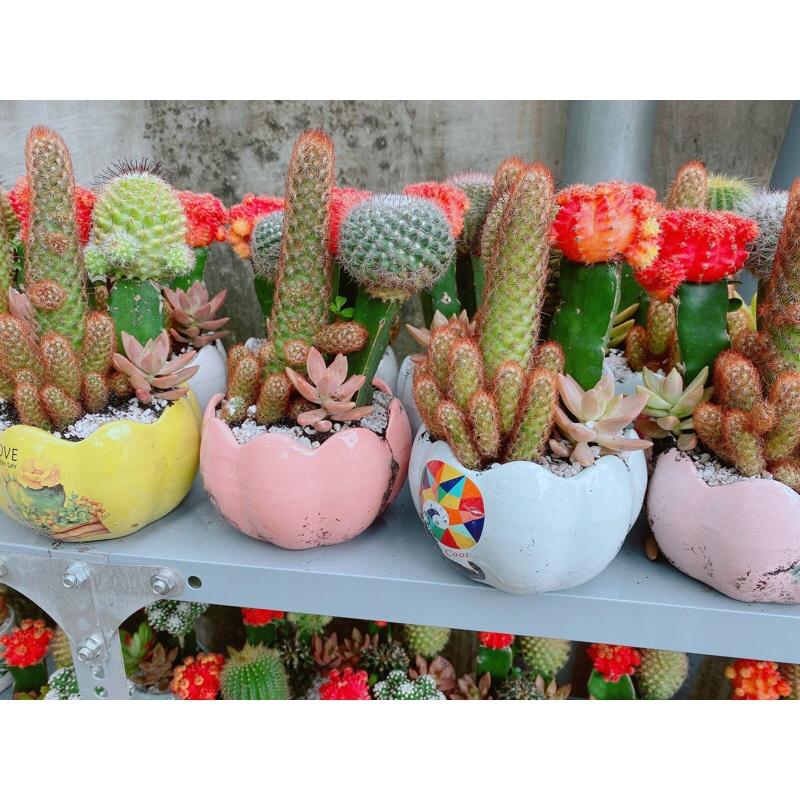 Chậu Xương Rồng Tiểu Cảnh