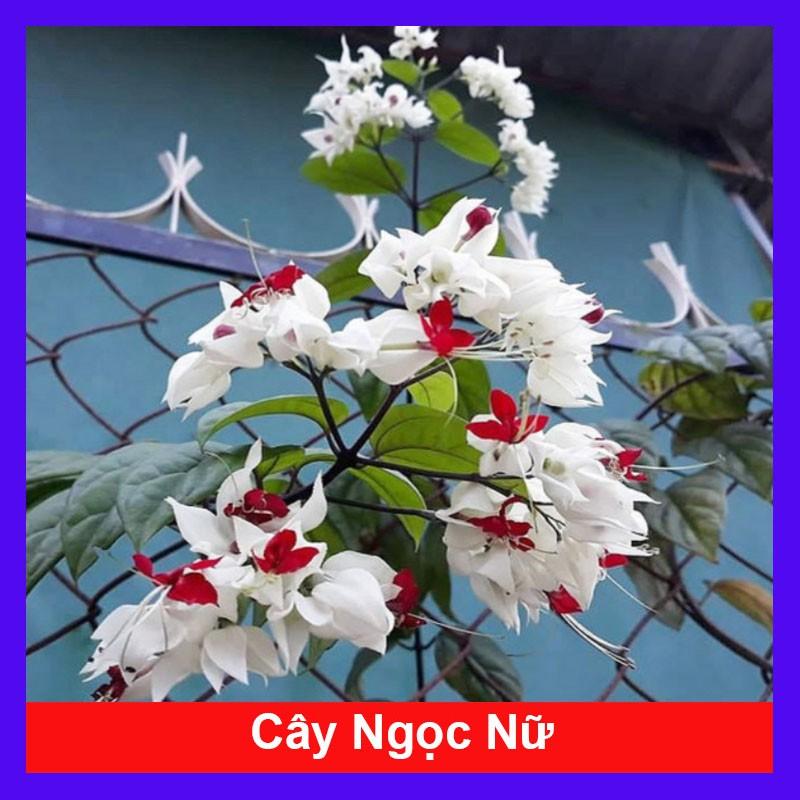 Cây Ngọc Nữ - cây cảnh vườn + Tặng phân bón cho cây mau lớn